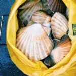 how-to-grill-scallops